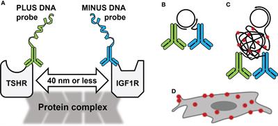 Proximity ligation assay to study TSH receptor homodimerization and crosstalk with IGF-1 receptors in human thyroid cells